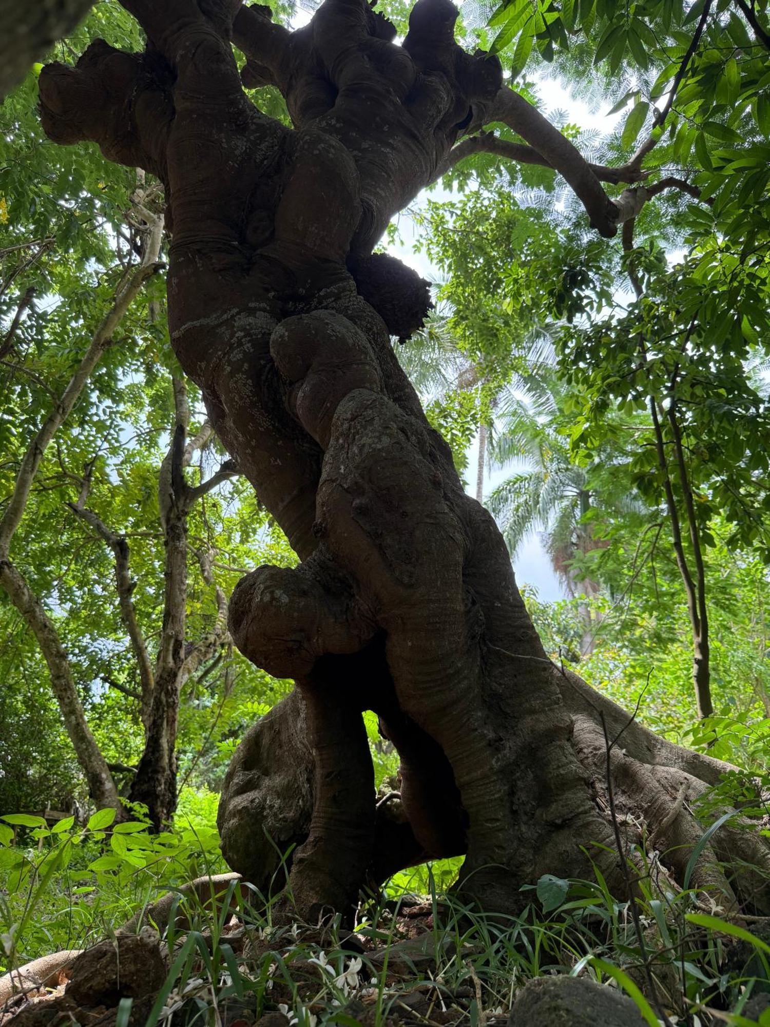 Mbweni Ruins & Gardens Previously Jungle Paradise Zanzibar Exterior photo